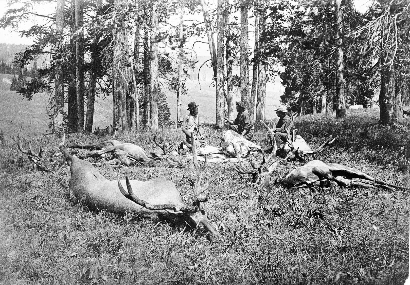 Killing of Elk in Velvet